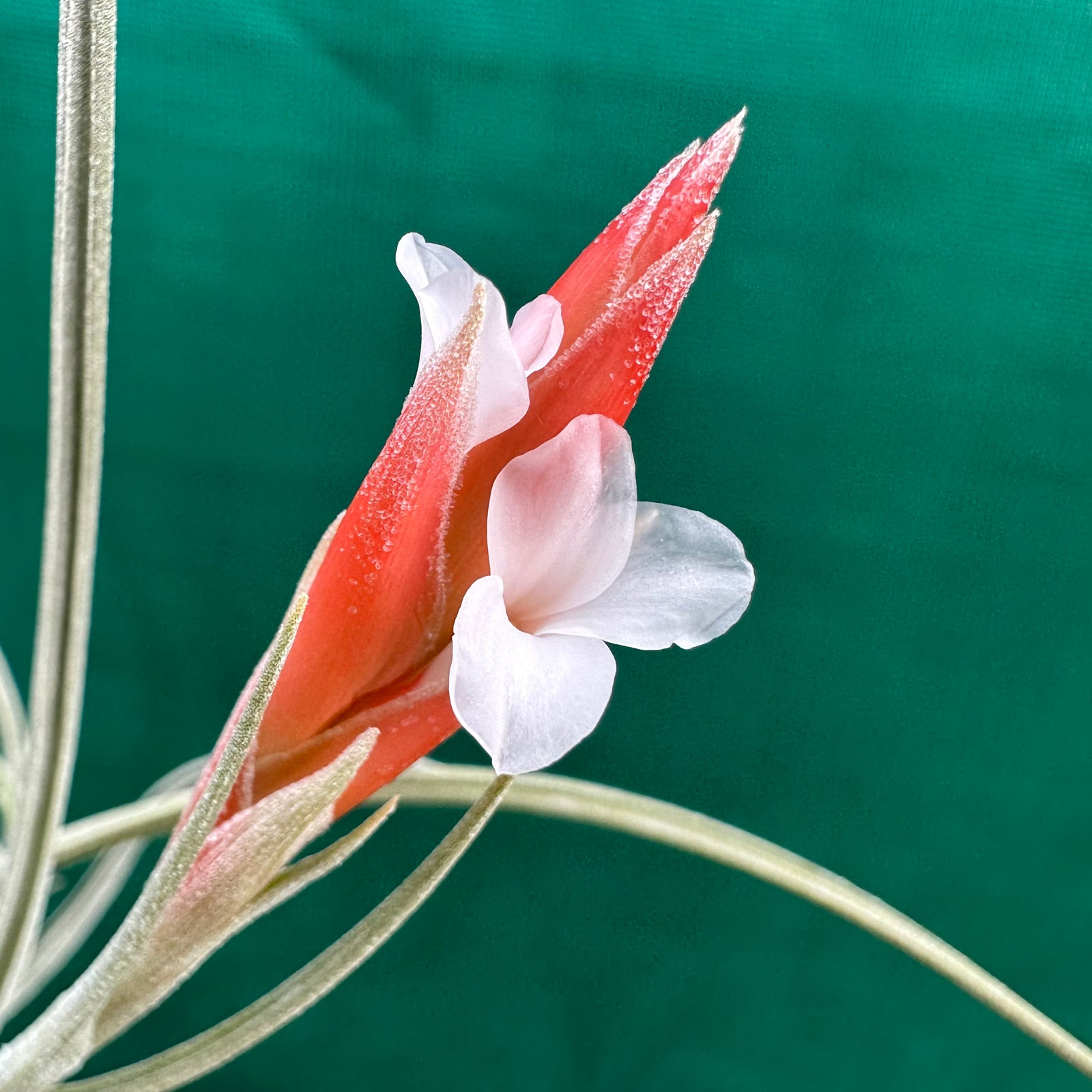 Tillandsia - toropiensis ‘Typus’ ex. PT