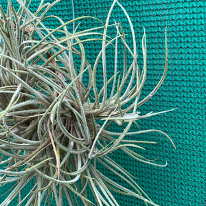 Tillandsia - bandensis ‘Large Form’ ex. CL (Fragrant)