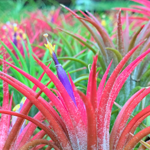 Tillandsia - ionantha ‘Curly Leaf’ (Wholesale)