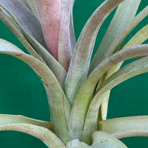 Tillandsia - Hondurensis x Capitata Marron ex. BG