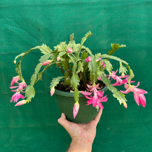 Zygocactus Precilla