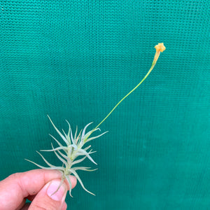 Tillandsia - funebris