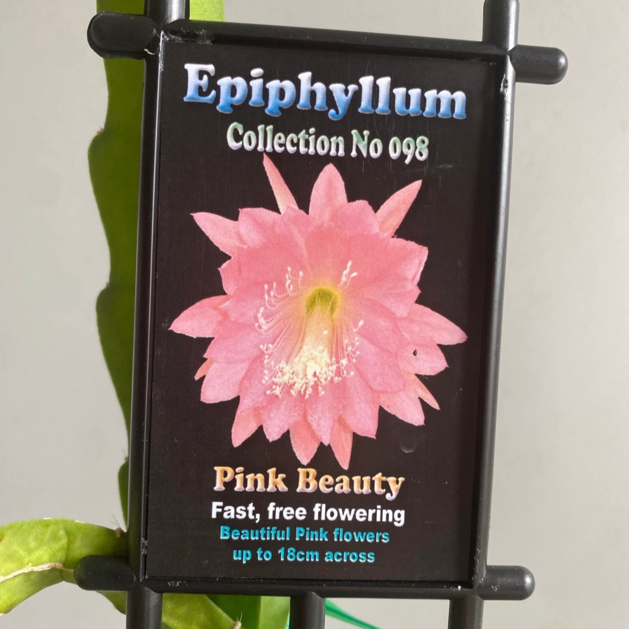 Epi. Hybrid Pink Beauty EH44