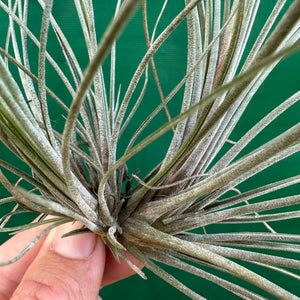 Tillandsia - setacea ex. JO