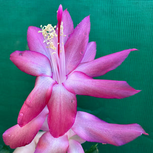 Zygocactus Rosebud