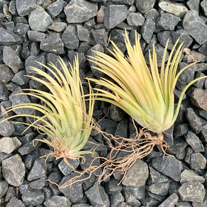 Tillandsia - Ionantha 'Sumo White’ (Wholesale)