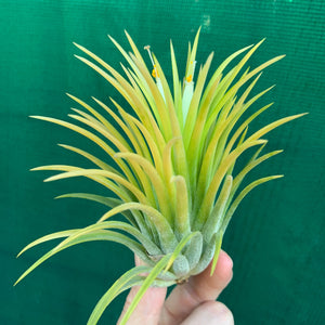 Tillandsia - Ionantha 'Sumo White’ (Wholesale)