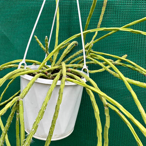 Rhipsalis flaggeliformis R65