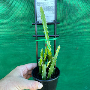Aporocactus Karen