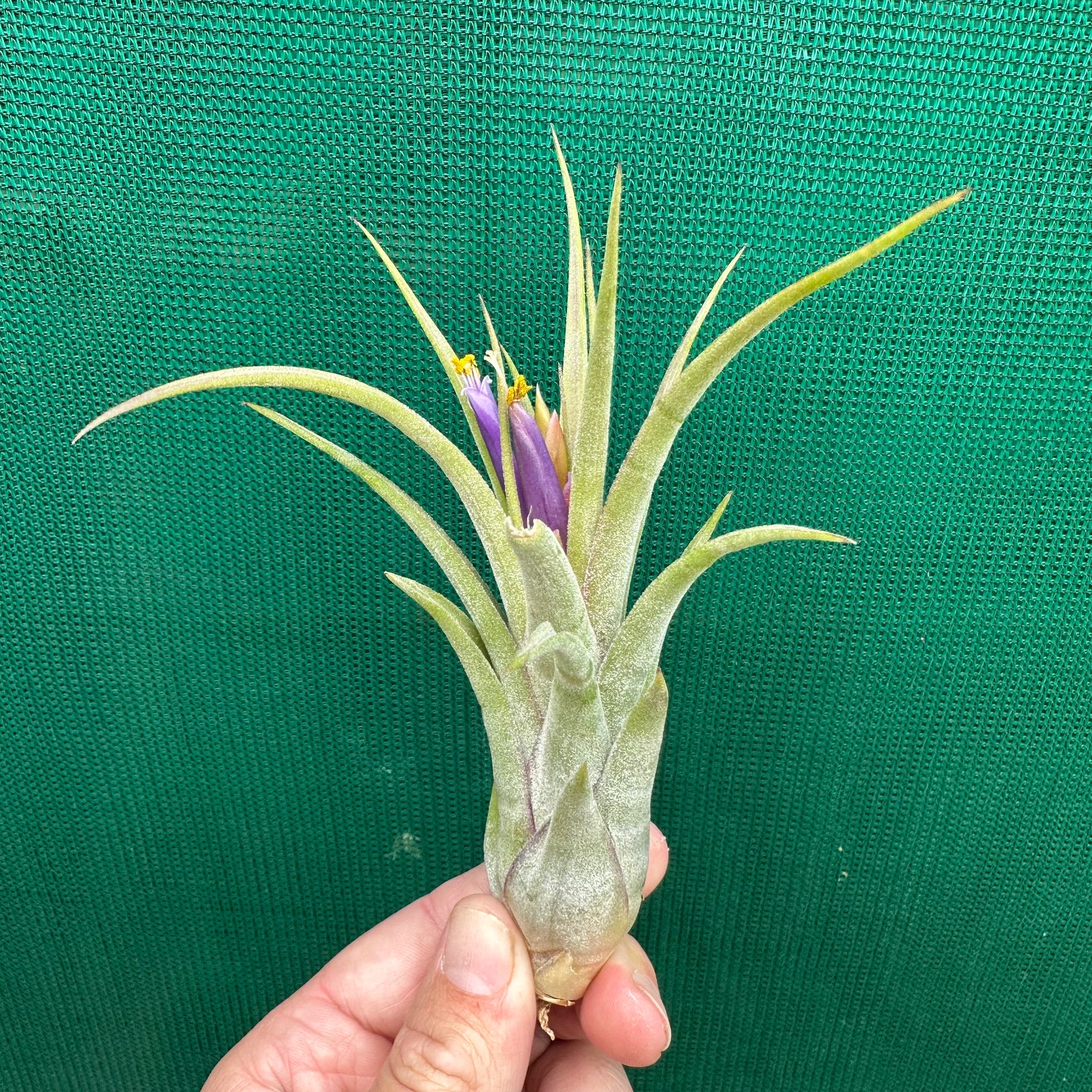 Tillandsia - ionantha x caput-medusae ex. SN