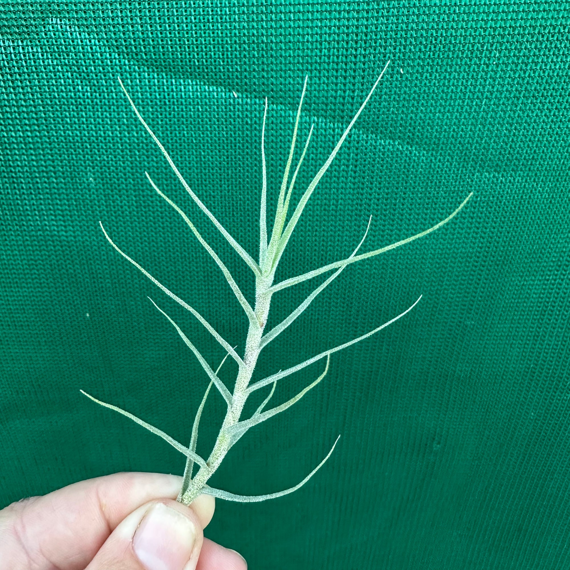 Tillandsia - caerulea ‘Fine Form’ ex. PT (Fragrant) NEW