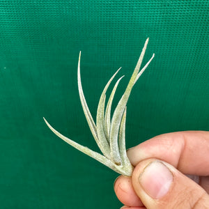 Tillandsia - toropiensis ‘Vila Velma’