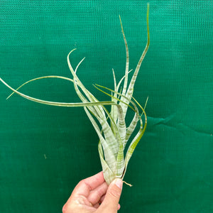Tillandsia - flexuosa ex. Suriname
