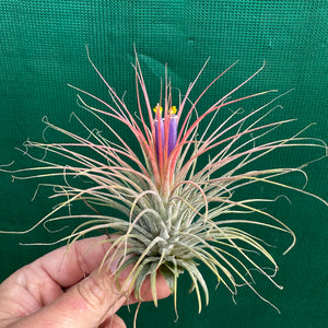 Tillandsia - ionantha ‘APD002’