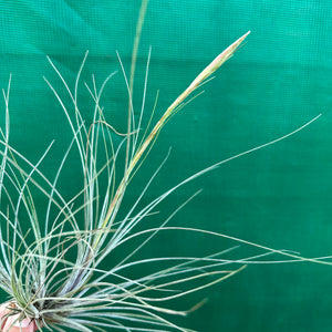 Tillandsia - setacea ex. JO