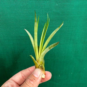 Tillandsia - fasciculata v. Chacalapa NR58