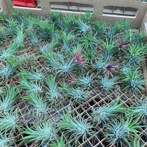 Tillandsia - ionantha ‘APD001’ (Wholesale)