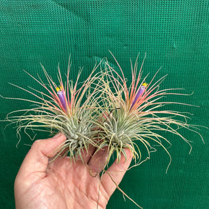 Tillandsia - ionantha ‘APD002’