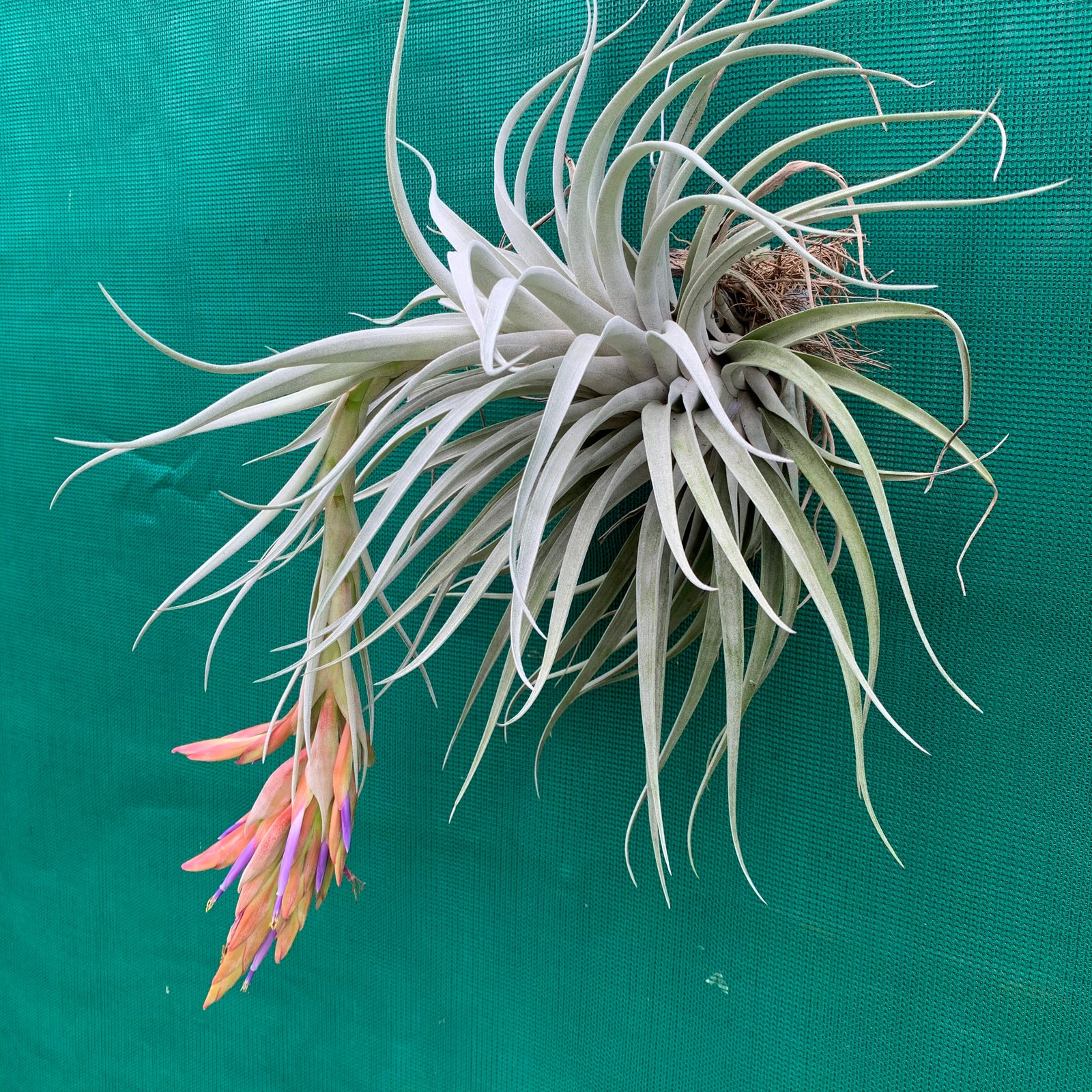 Tillandsia - x correalei ex. PT