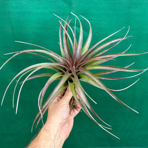 Tillandsia - Roma