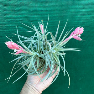 Tillandsia - recurvifolia ex. PT