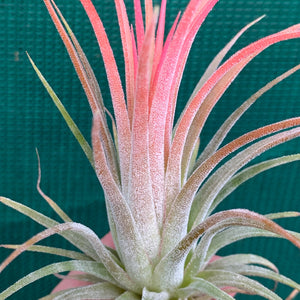 Tillandsia - ionantha ‘Honduras’ ex. CV (Wholesale)