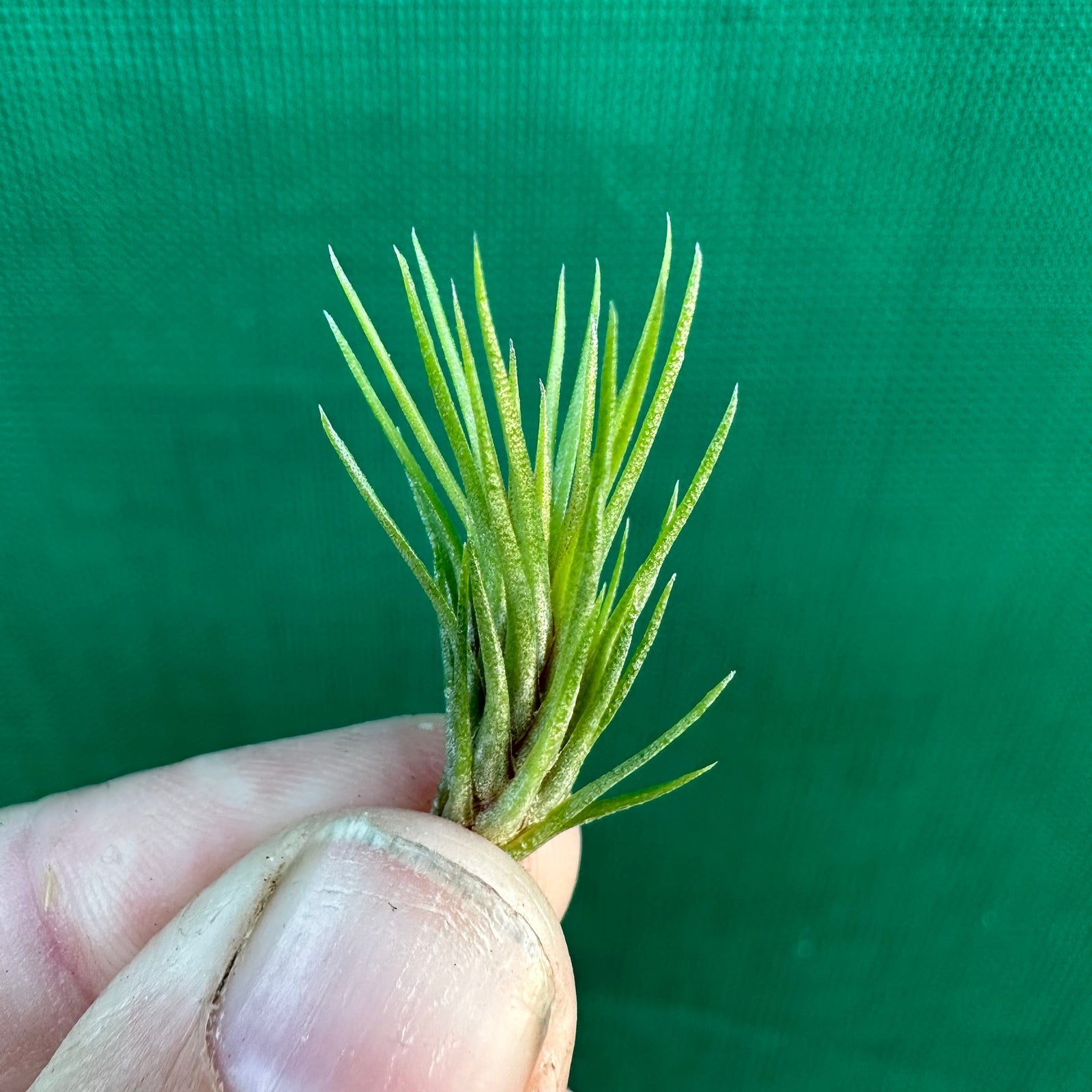 Tillandsia - funckiana ‘Miniform’ ex. BOE
