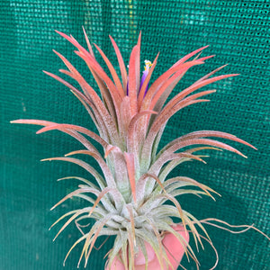 Tillandsia - ionantha ‘APD001’ (Wholesale)