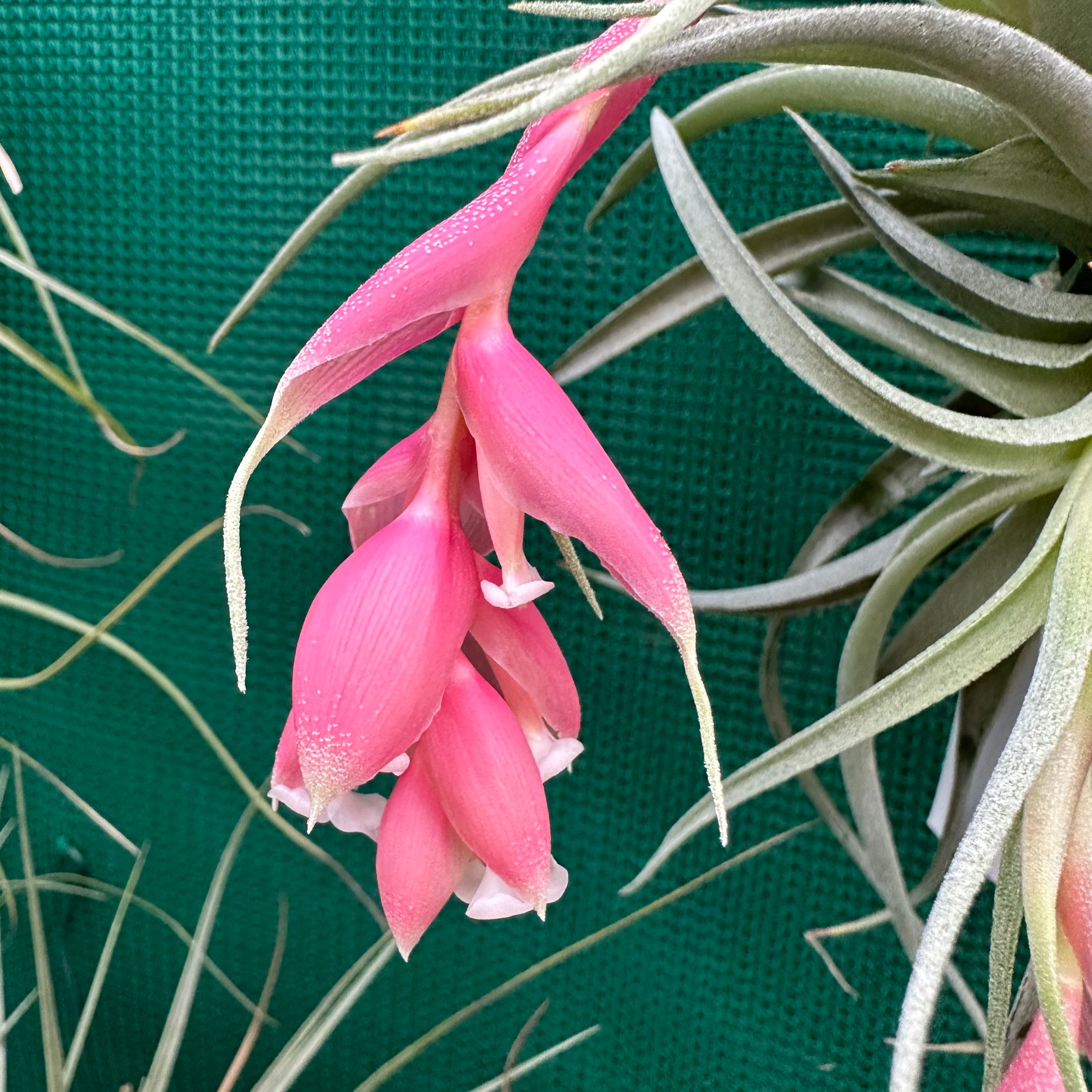 recurvifolia air plant Tillandsia - recurvifolia ex. PT