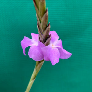 Tillandsia - paleacea ‘Tight Compact’ ex. PT