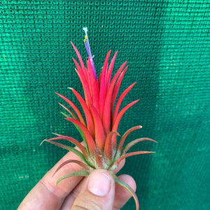 Tillandsia - Ionantha 'Thai Fuego' (Wholesale)