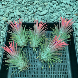 Tillandsia - ionantha 'Pink Beauty' (Wholesale)