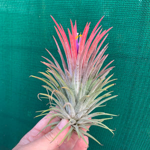 Tillandsia - ionantha 'Pink Beauty' (Wholesale)