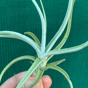 Tillandsia - glabrior (Wholesale)