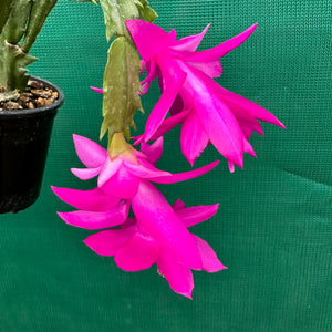Zygocactus Saint Charles
