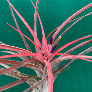 Tillandsia - Success Story ex. RFI