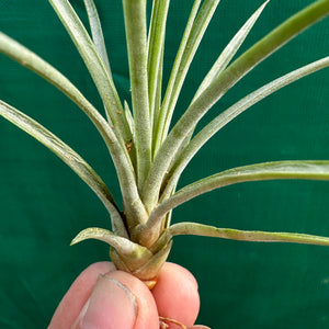 Tillandsia - acostae