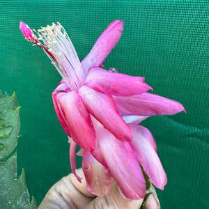 Zygocactus Rosebud