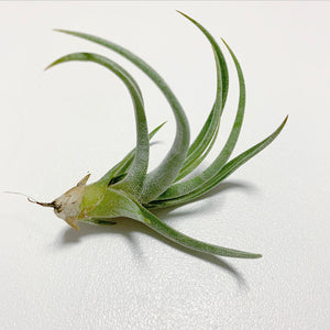 Tillandsia - glabrior (Wholesale)