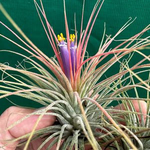 Tillandsia - ionantha ‘APD002’