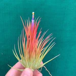 Tillandsia - ionantha var. ionantha (Wholesale)