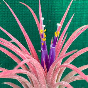 Tillandsia - ionantha ‘Curly Leaf’ (Wholesale)