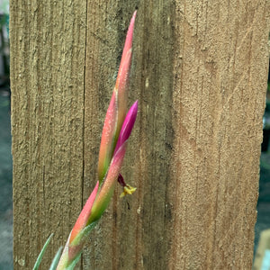 Tillandsia - glabrior (Wholesale)