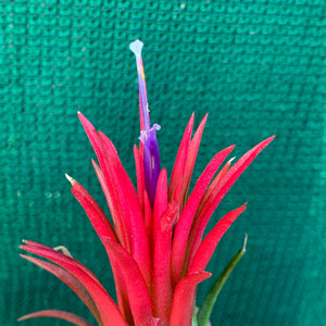 Tillandsia - Ionantha 'Thai Fuego' (Wholesale)