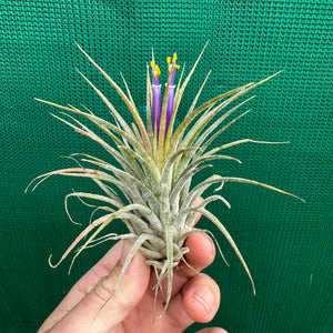 Tillandsia - ionantha ‘Zebrina’