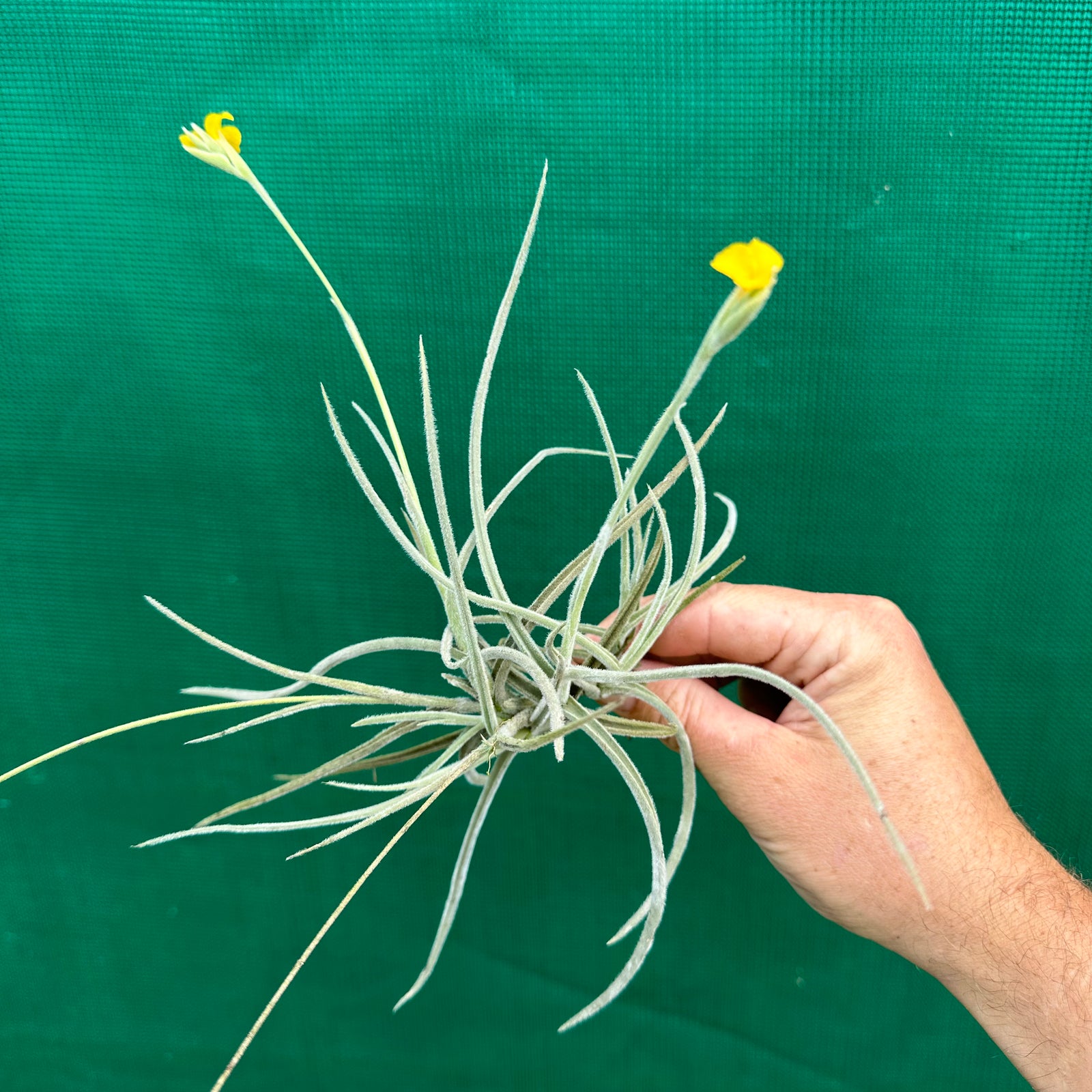 Tillandsia - crocata ‘Large Form’ (Fragrant)
