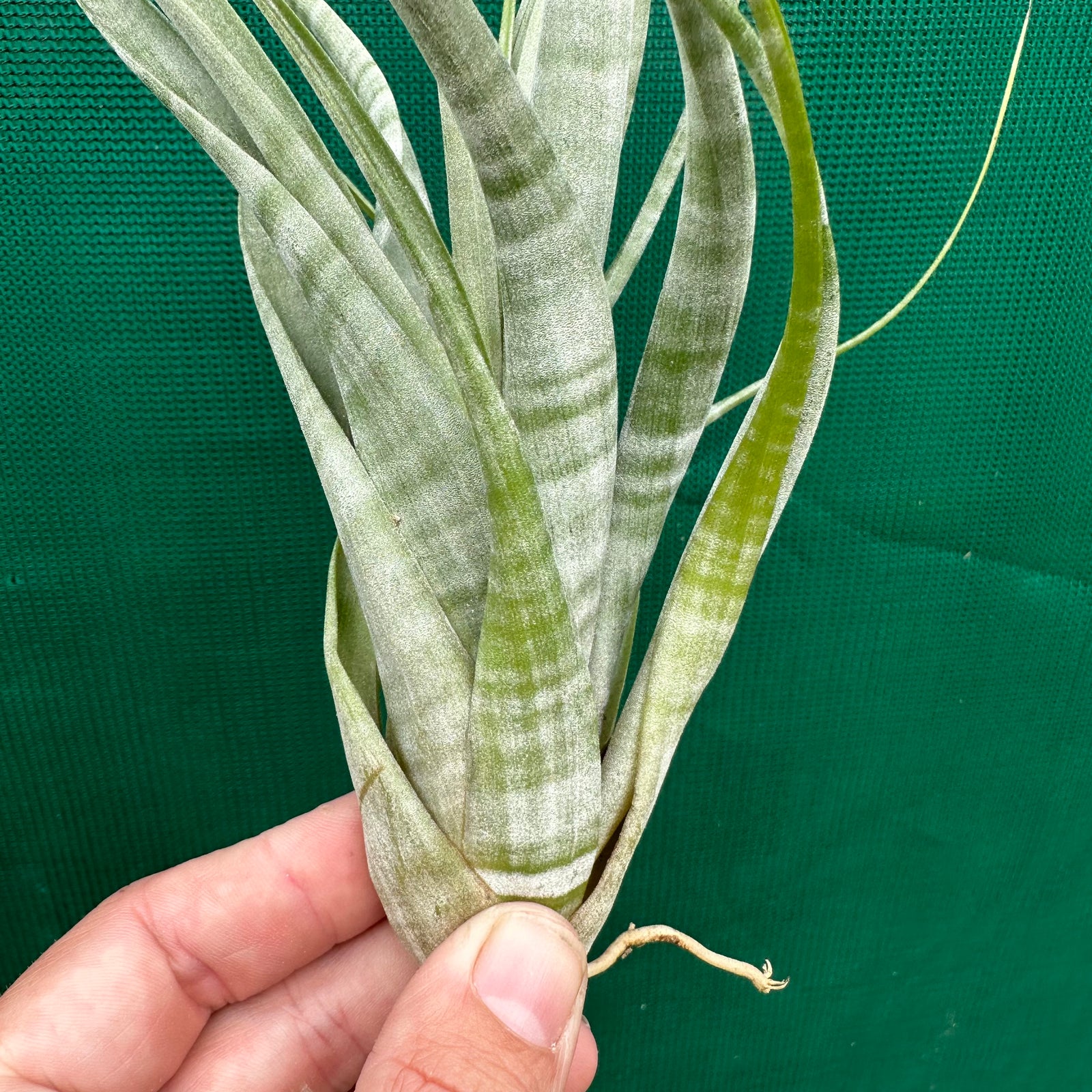 Tillandsia - flexuosa ex. Suriname