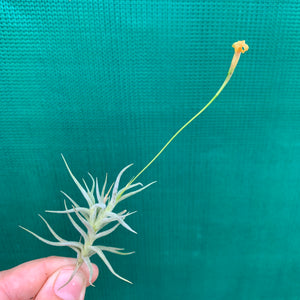 Tillandsia - funebris