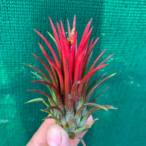 Tillandsia - Ionantha 'Thai Fuego' (Wholesale)