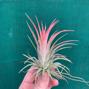 Tillandsia - ionantha ‘Honduras’ ex. CV (Wholesale)